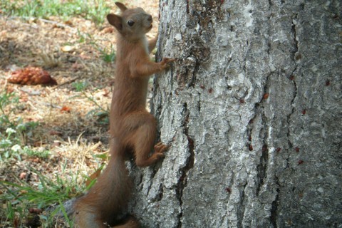 Orange squirrel