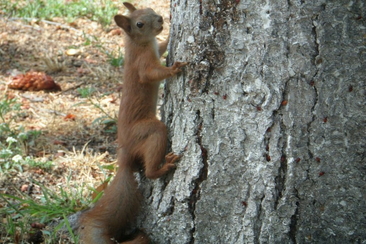 Orange squirrel