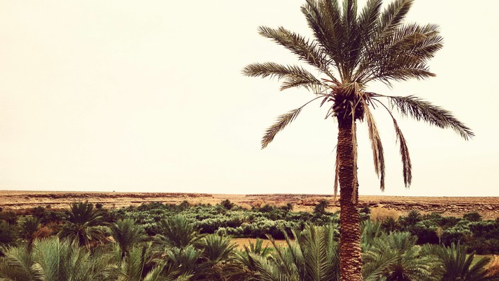 Palm tree