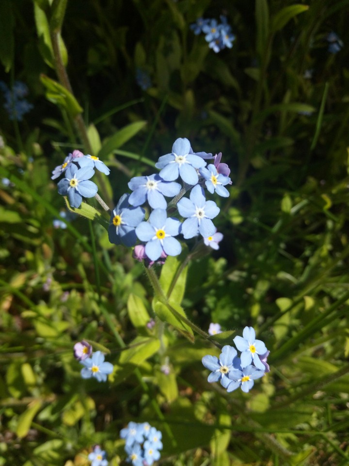 flower