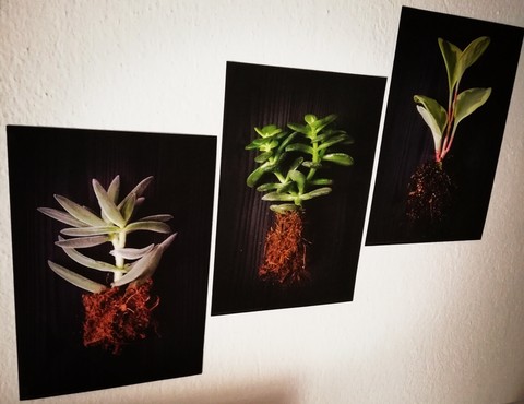 Plants on Black