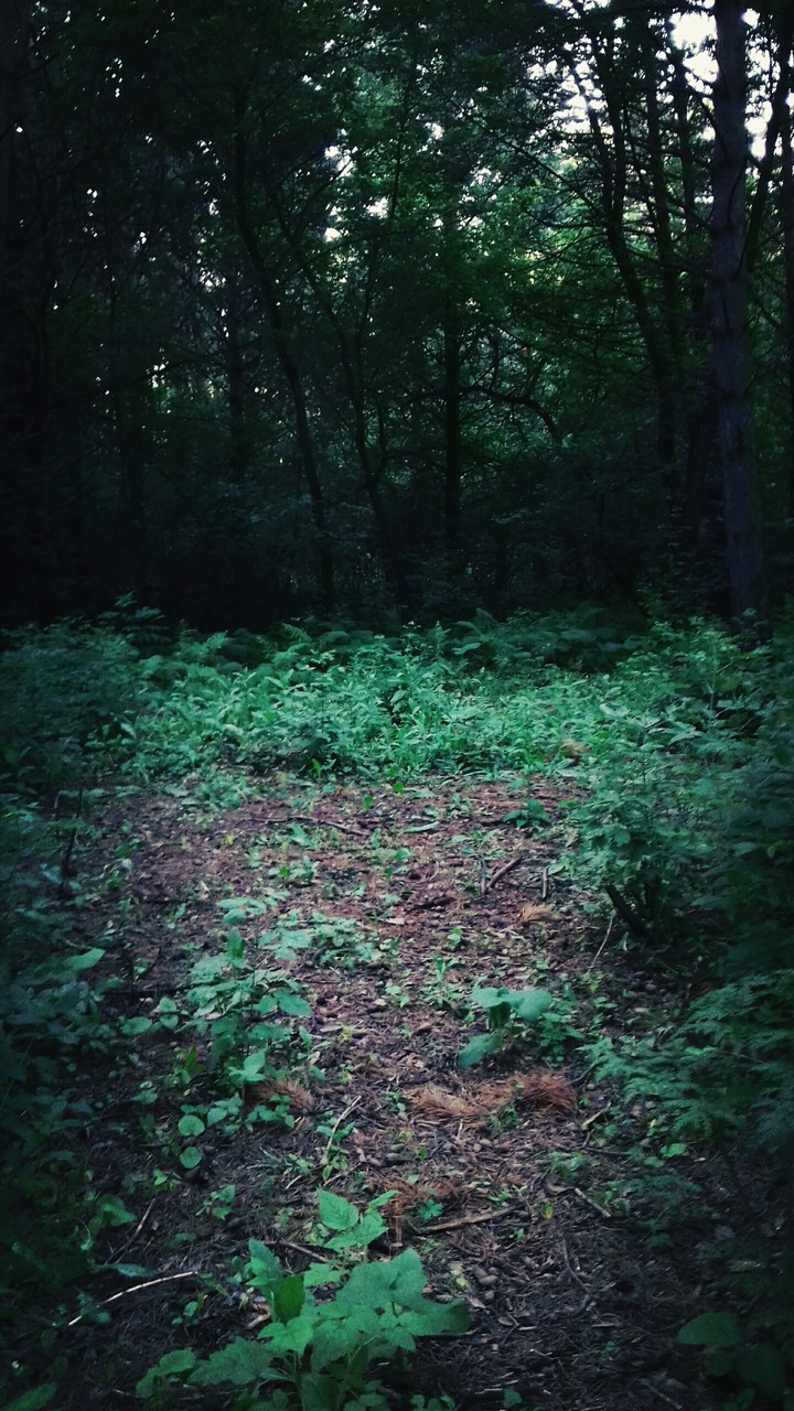forest