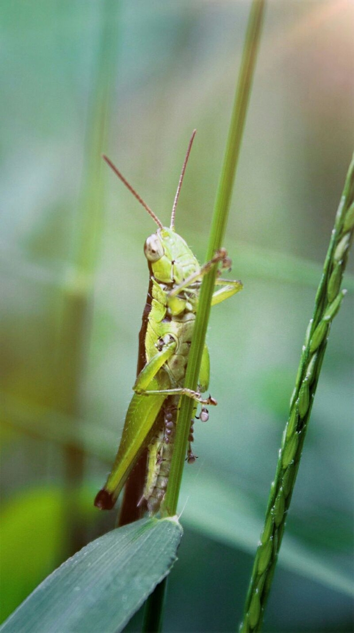 Grasshopper