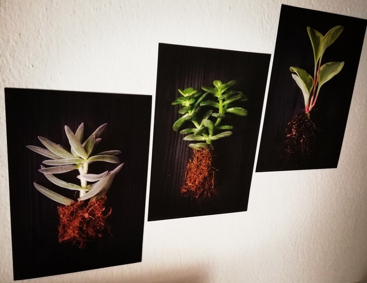 Plants on Black