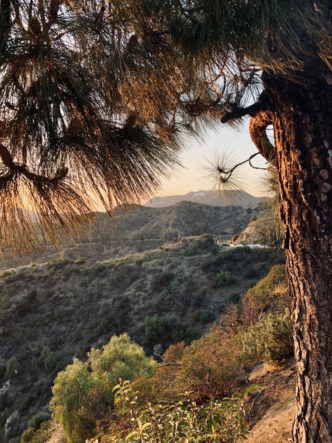 Hollywood