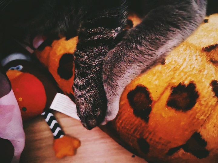 Cats