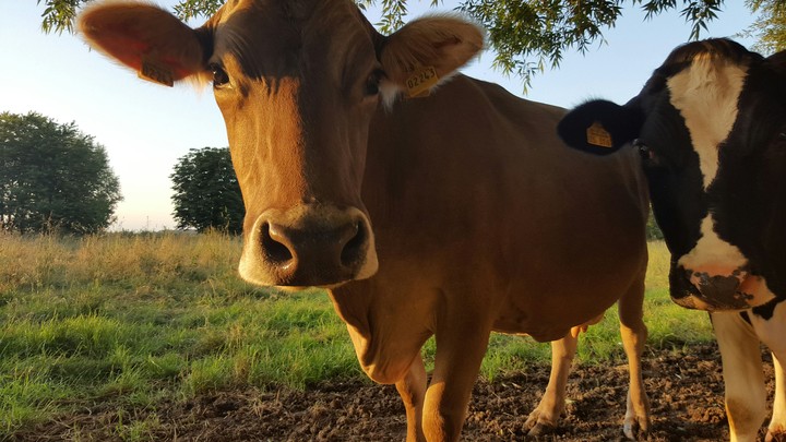 Cow and Cow