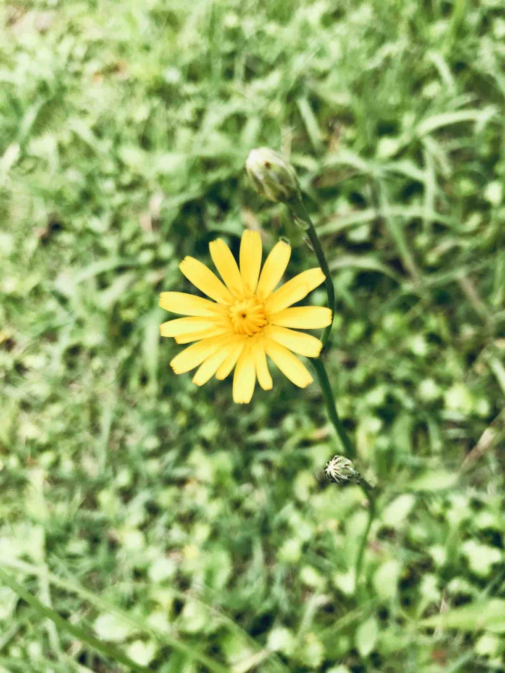 alive flower