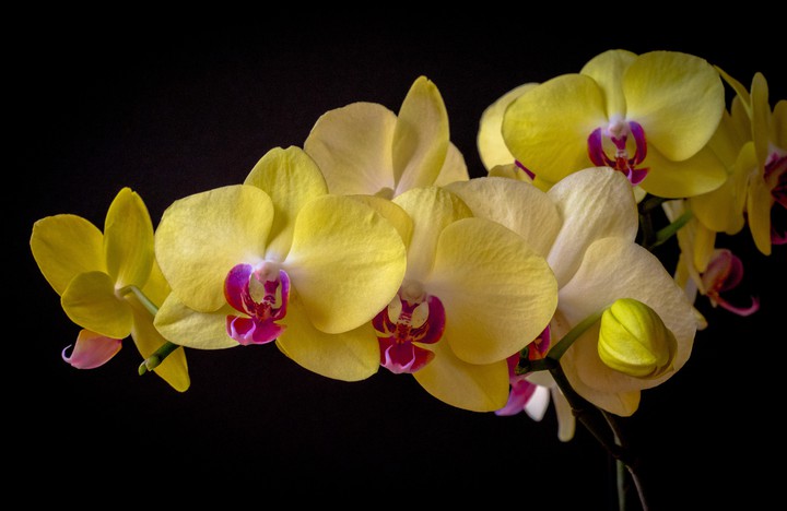 Orchidea