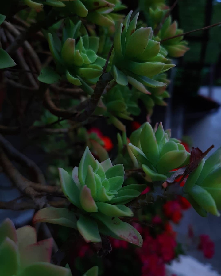 #flowers