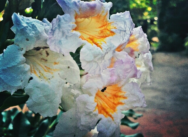 beauti of garden