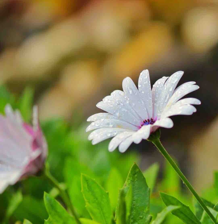 flowers love
