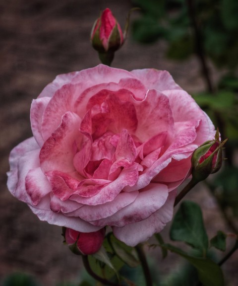 flower, pink wallpapers