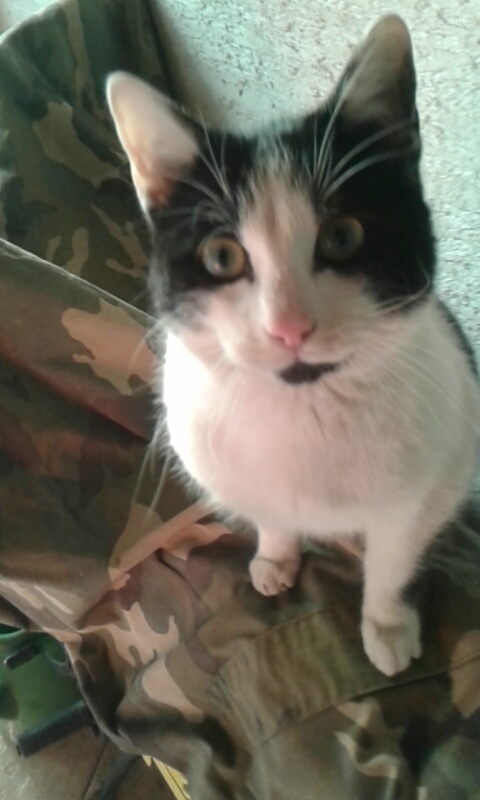 cat