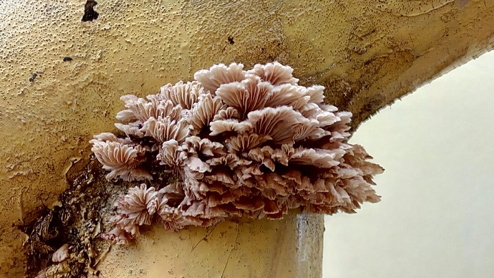 the flowers of wood.@mandarmani