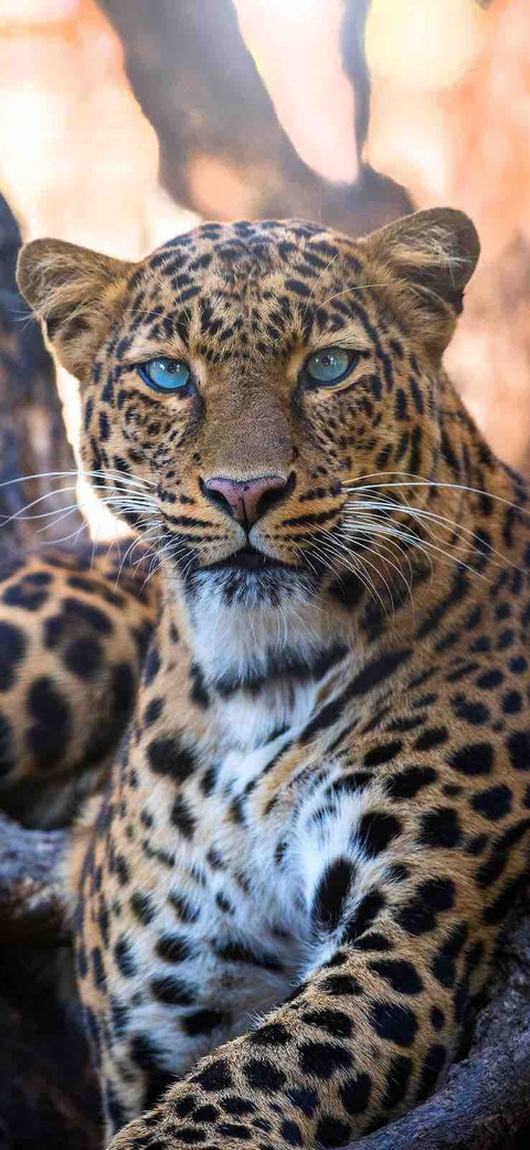 Animal / tiger / predator