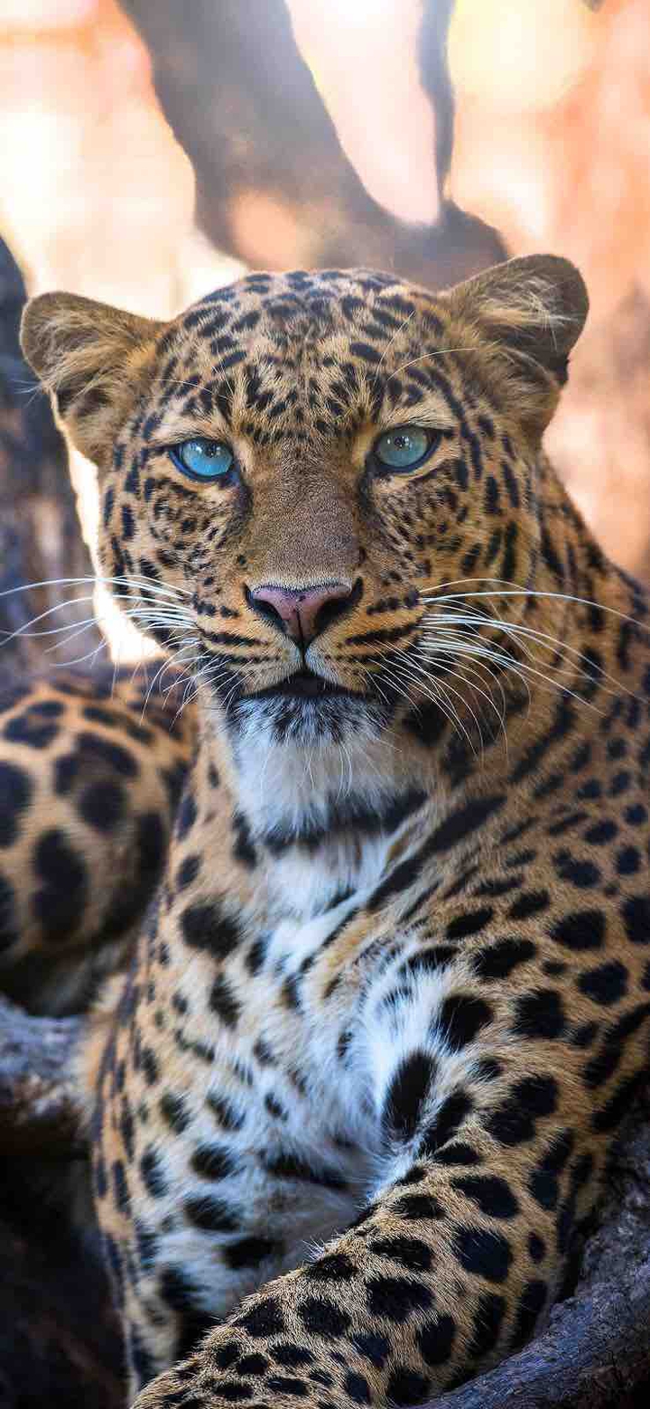 Animal / tiger / predator