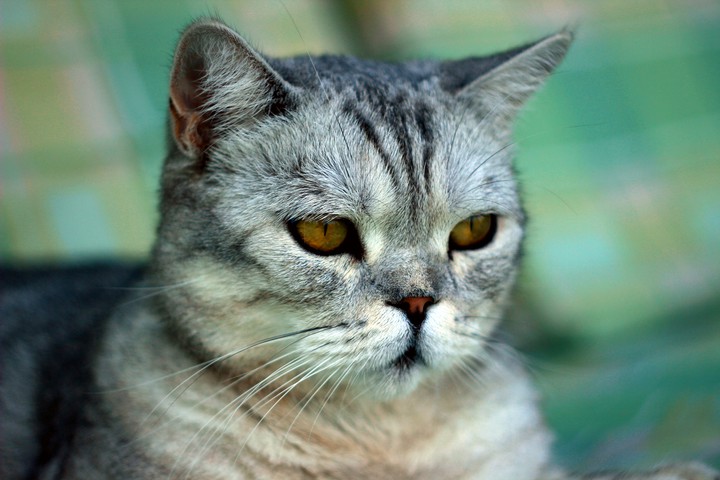 Cat Marusia