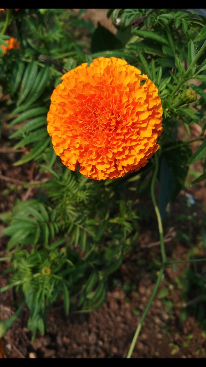 marigolds