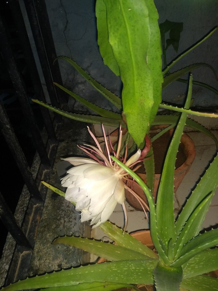 Bramhakamal