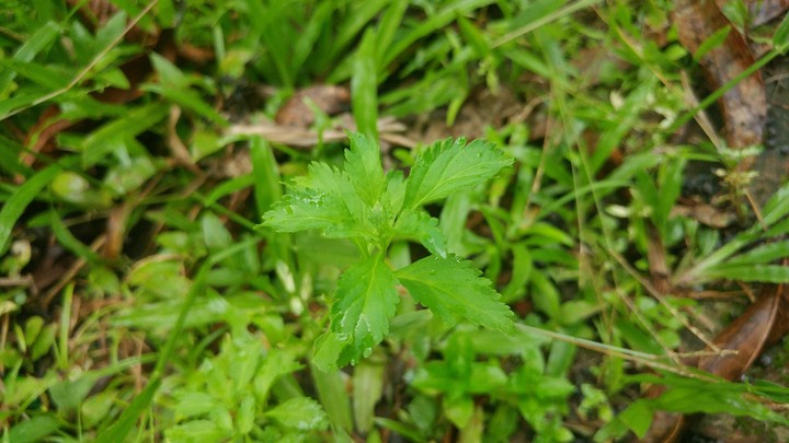 beauty of green