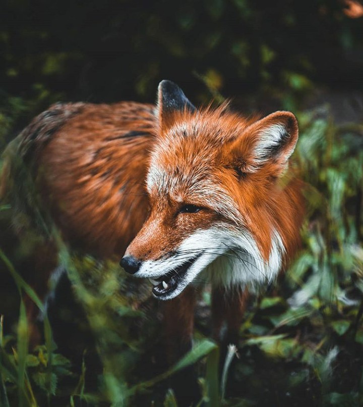 Fox