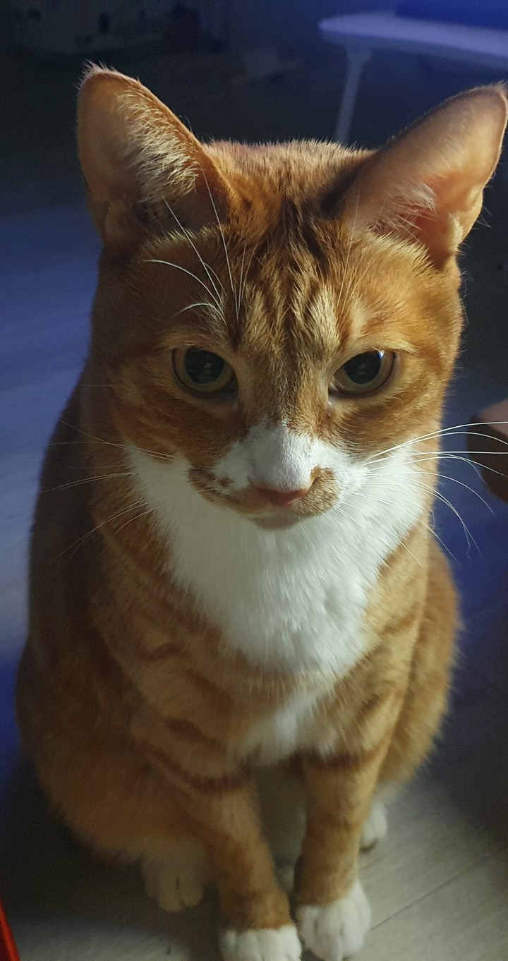 저장용
