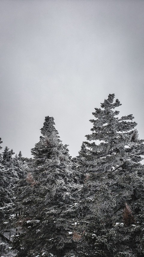 White Pine