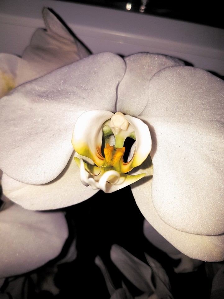 orchid