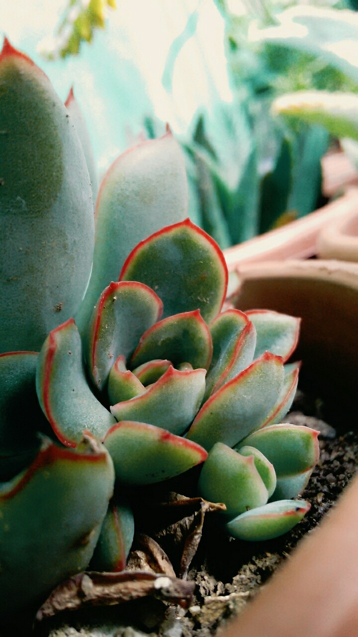 Suculenta