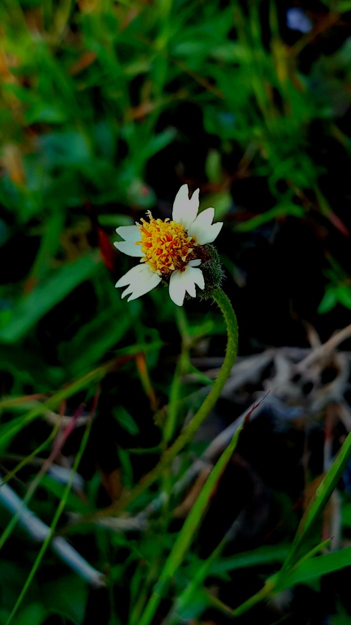 grass flowers