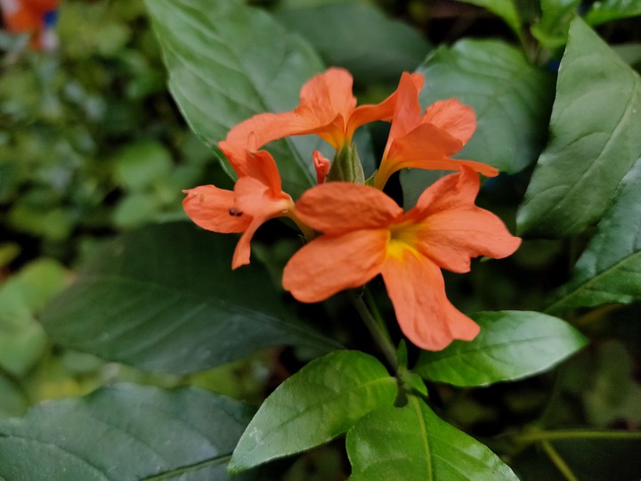 Crossandra