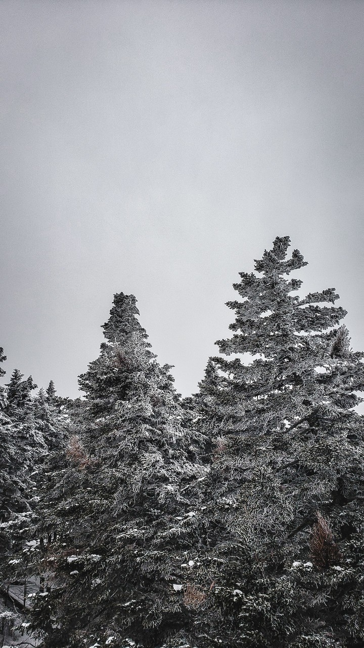 White Pine