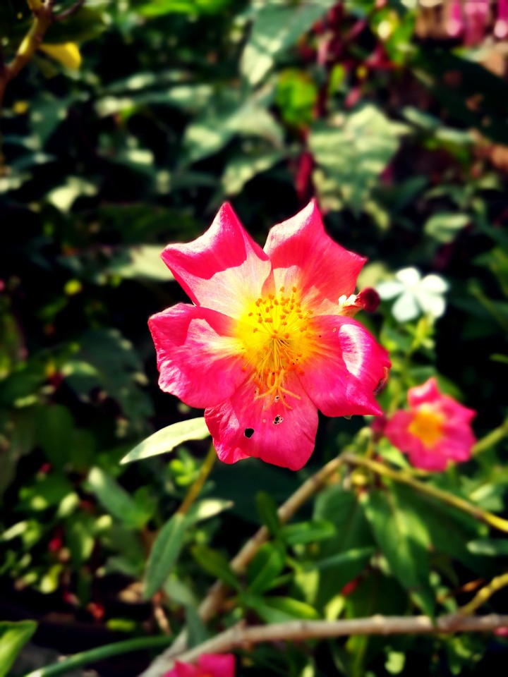 Pink blend with nature