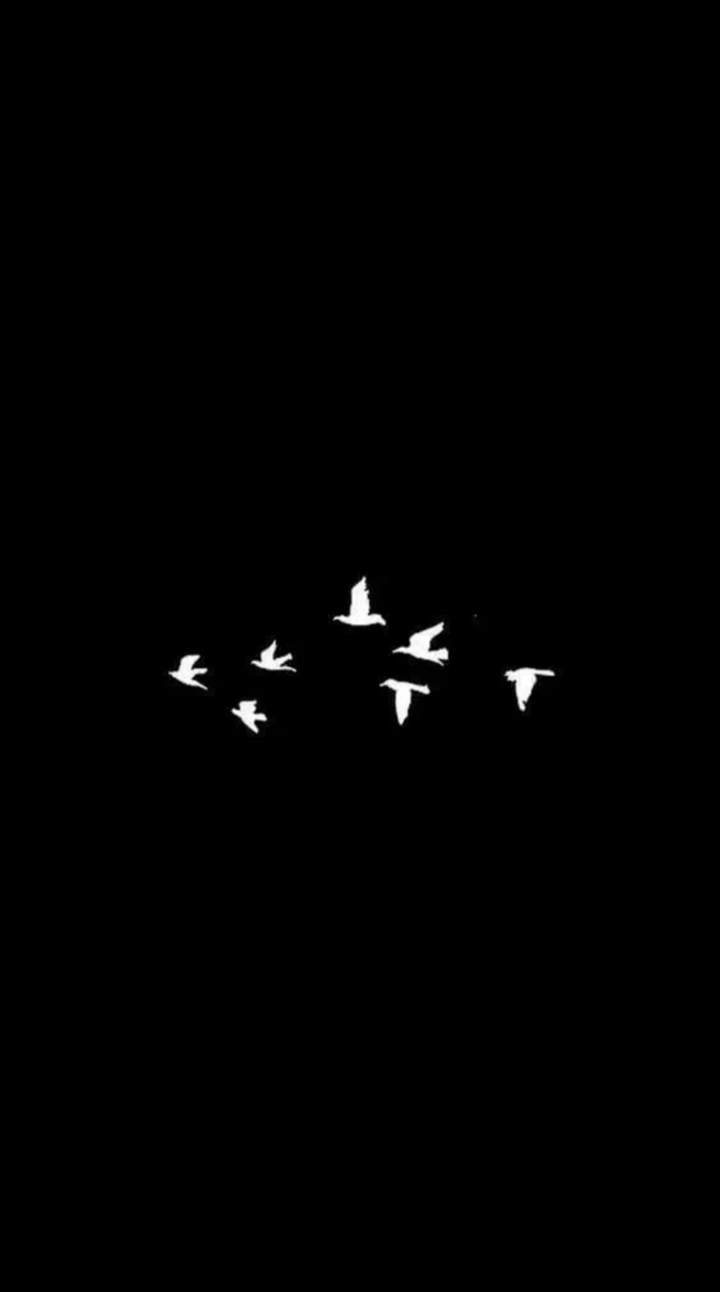 черный  фон / птицы || black background / bird
