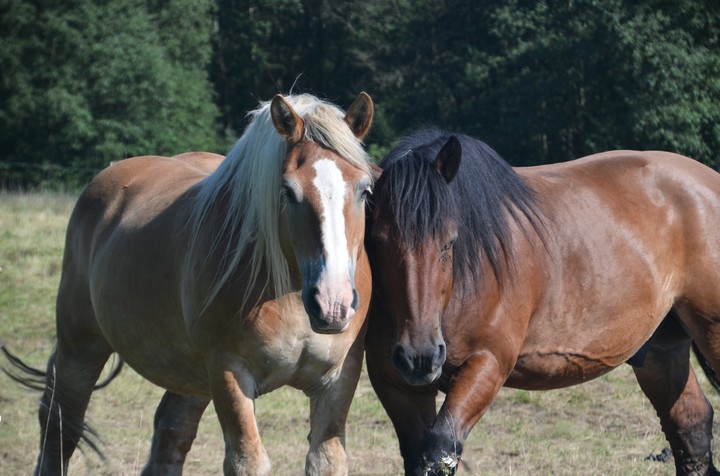 The two inseparable