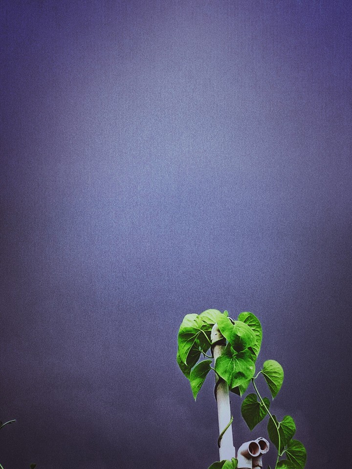 The hope