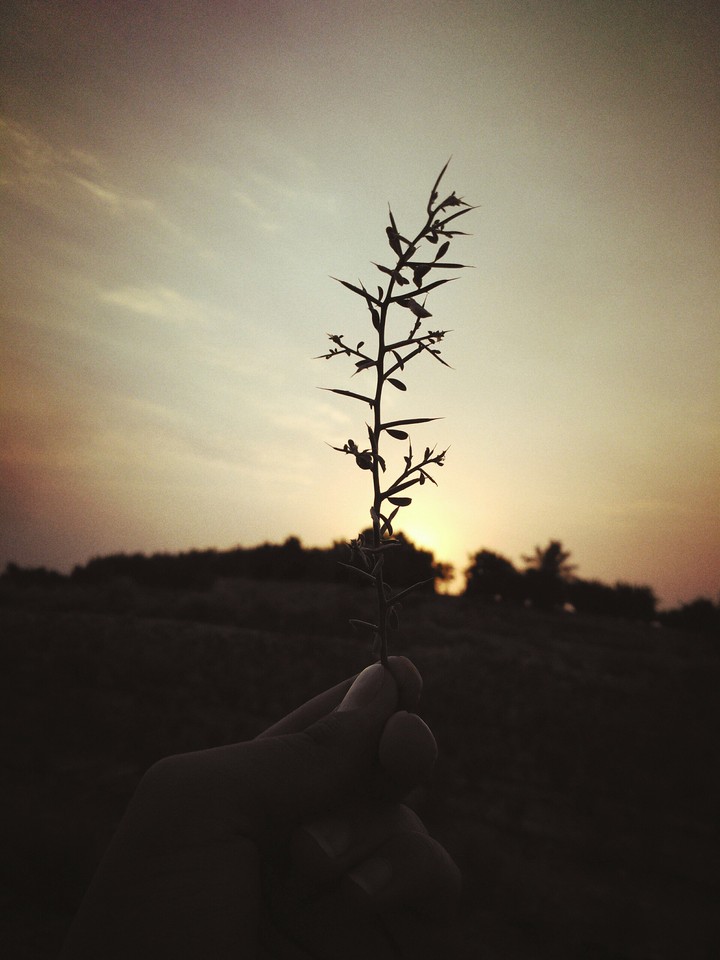Sun flower