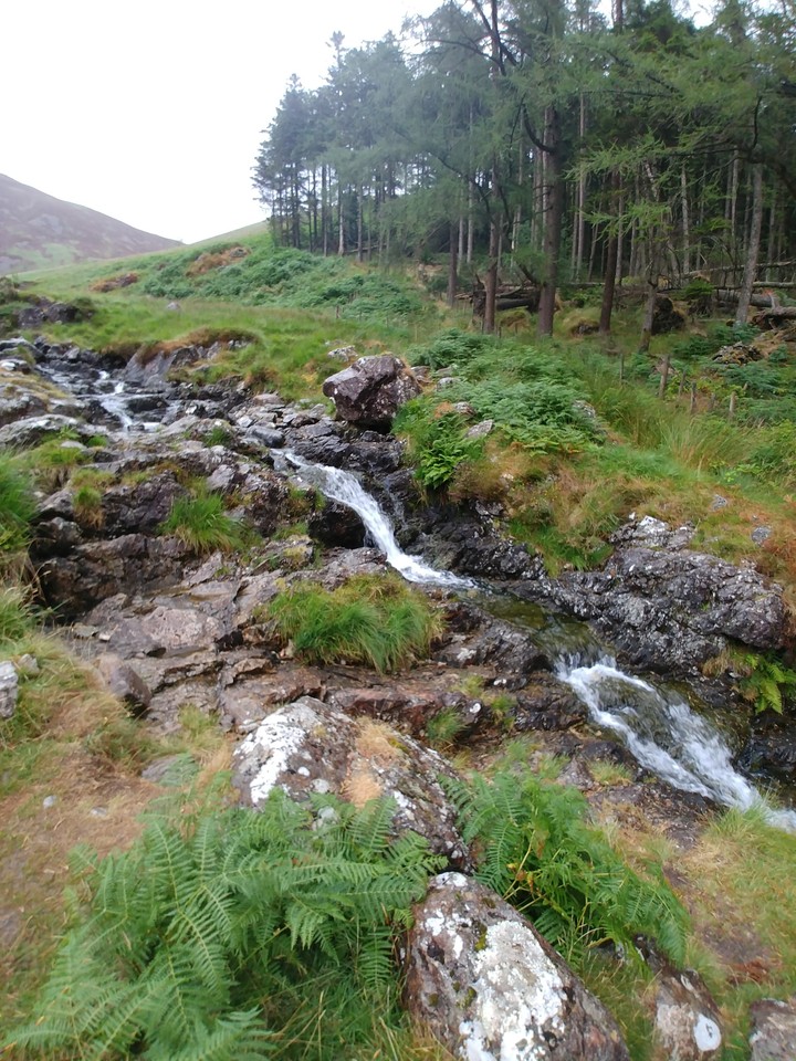 Walia cadair idris