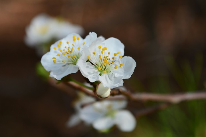 spring 
