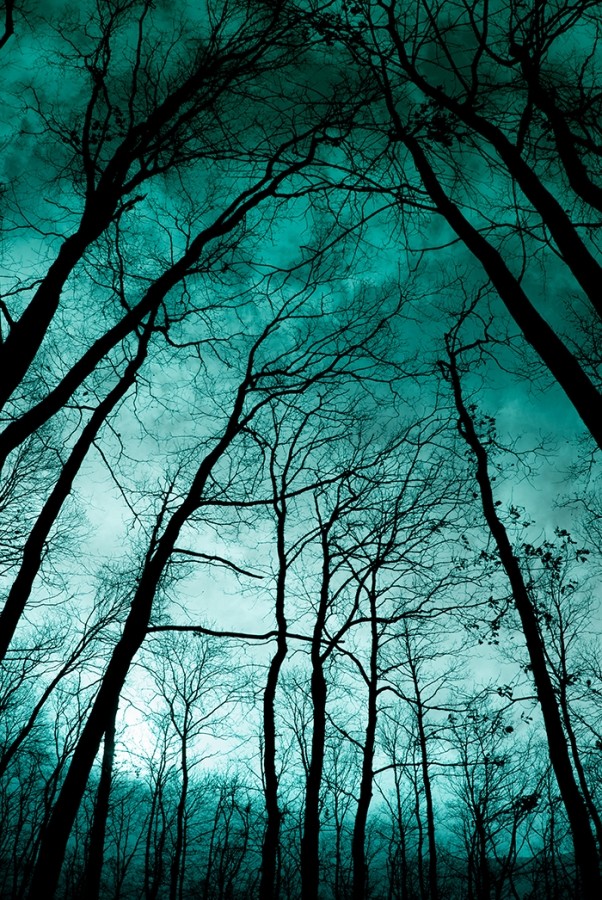 Tree Natural