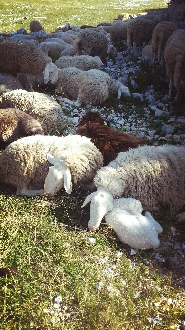 Moutons