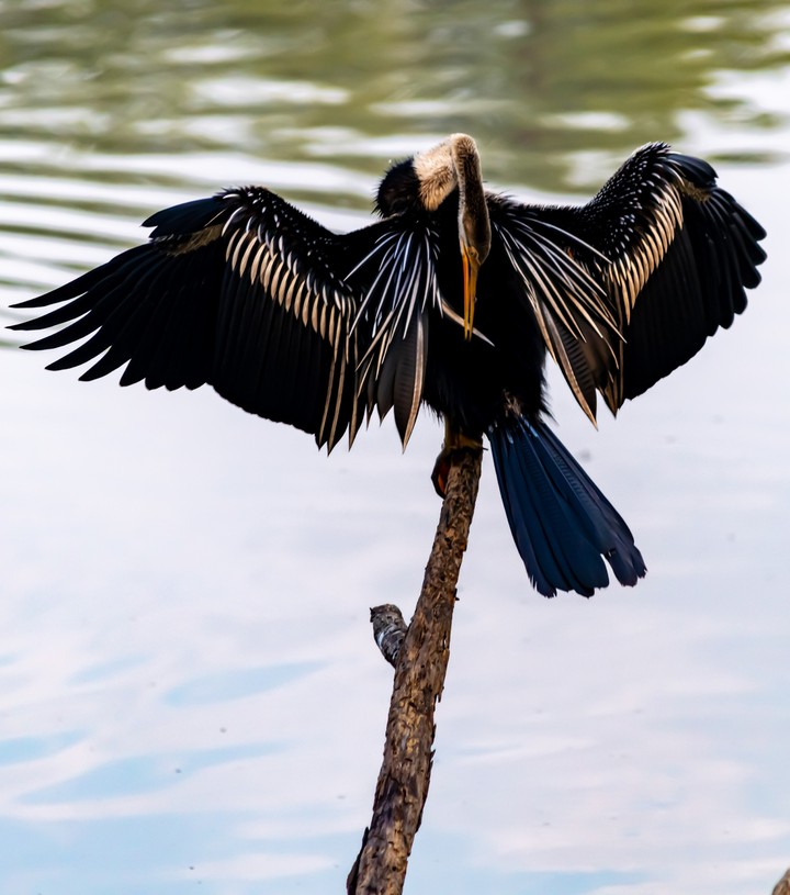 Anhinga