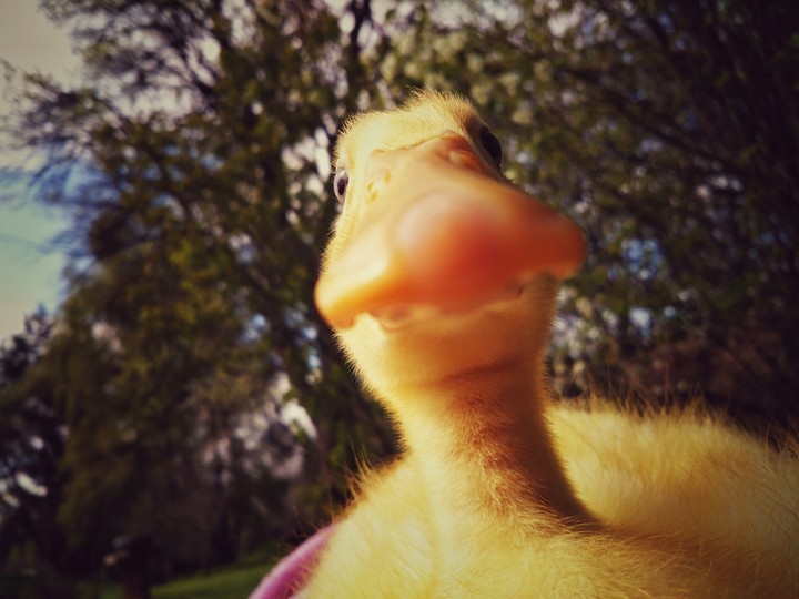 duck