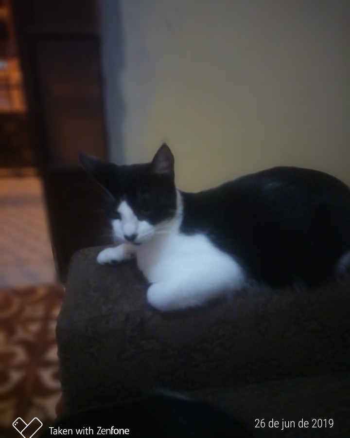 my cat