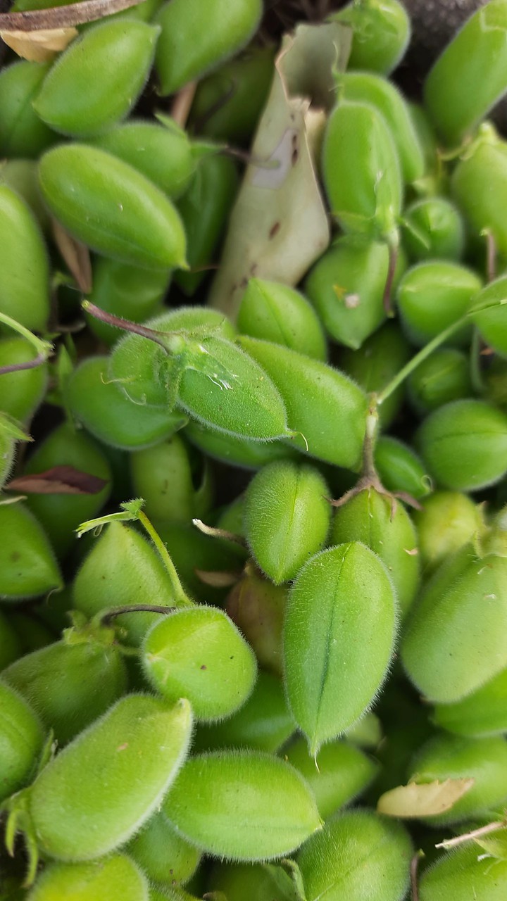 Chickpea