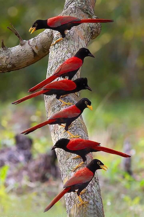 birds