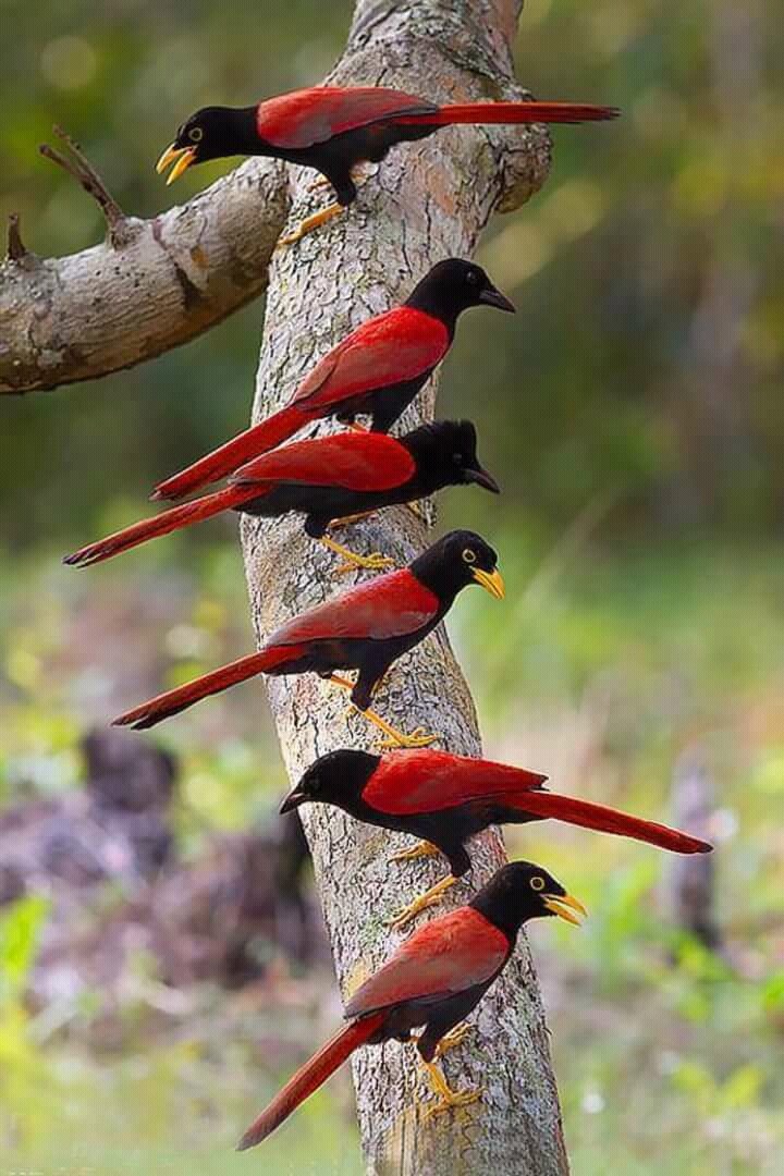 birds