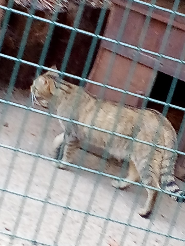 E.wild Katze.