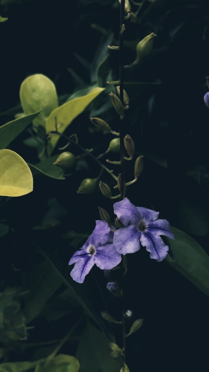 a tiny flower